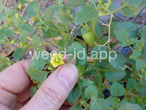 groundcherry, prairie